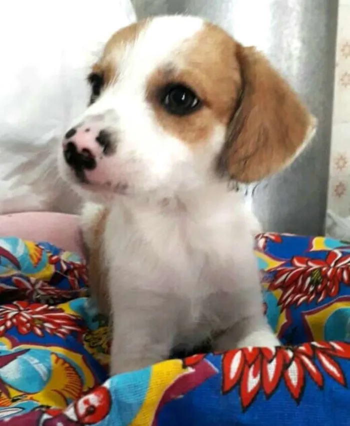 Cachorro ra a  idade 2 a 6 meses nome Filhotes 