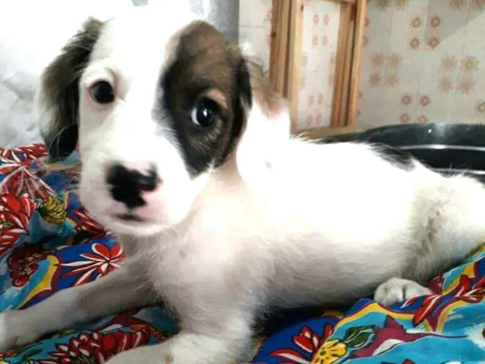 Cachorro ra a  idade 2 a 6 meses nome Filhotes 