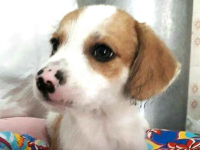 Cachorro ra a  idade 2 a 6 meses nome Filhotes 