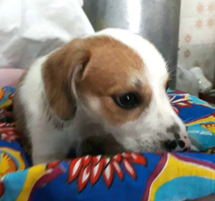 Cachorro ra a  idade 2 a 6 meses nome Filhotes 