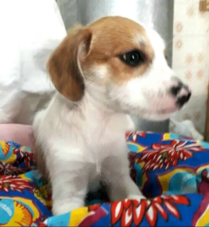 Cachorro ra a  idade 2 a 6 meses nome Filhotes 