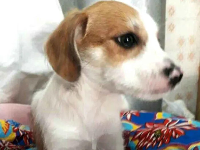 Cachorro ra a  idade 2 a 6 meses nome Filhotes 