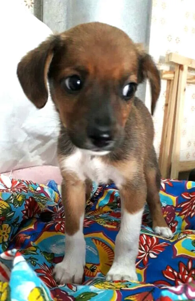 Cachorro ra a  idade 2 a 6 meses nome Filhotes 