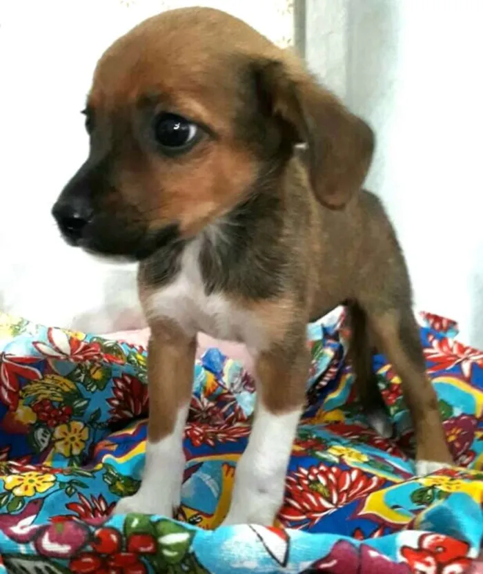 Cachorro ra a  idade 2 a 6 meses nome Filhotes 