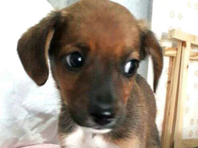 Cachorro ra a  idade 2 a 6 meses nome Filhotes 