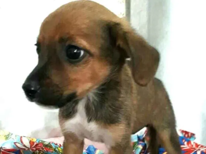 Cachorro ra a  idade 2 a 6 meses nome Filhotes 