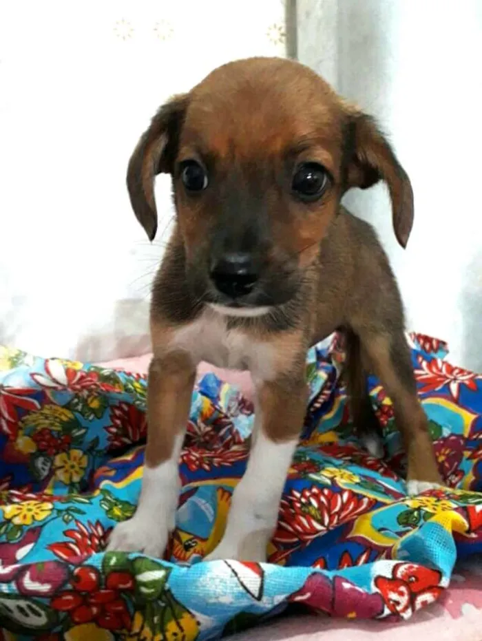 Cachorro ra a  idade 2 a 6 meses nome Filhotes 