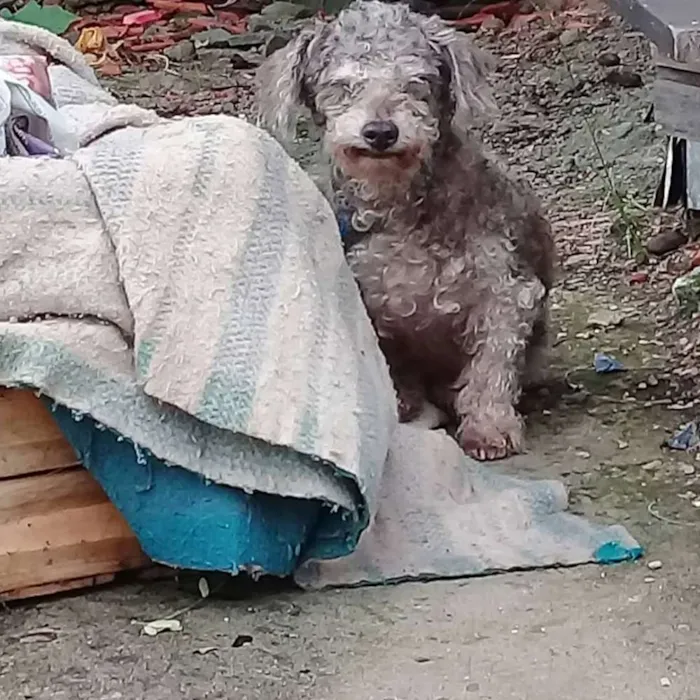 Cachorro ra a Poodle idade 2 anos nome Peludinho