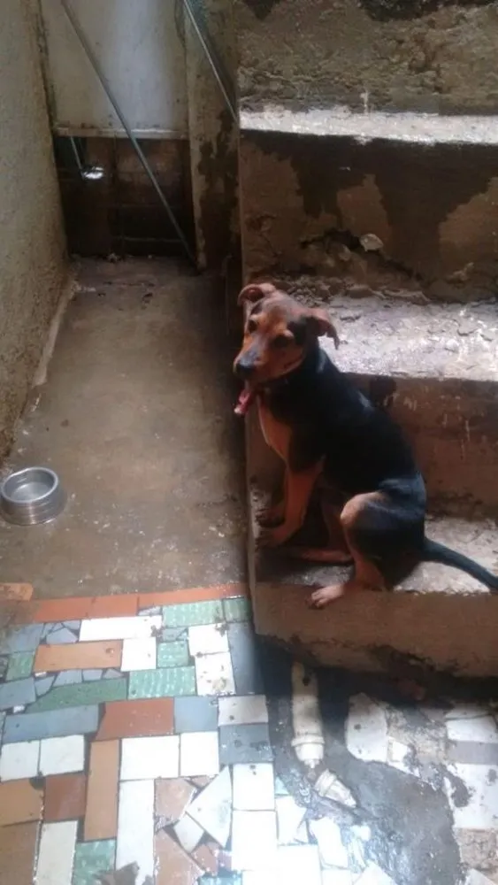 Cachorro ra a SRD idade 1 ano nome Vegas