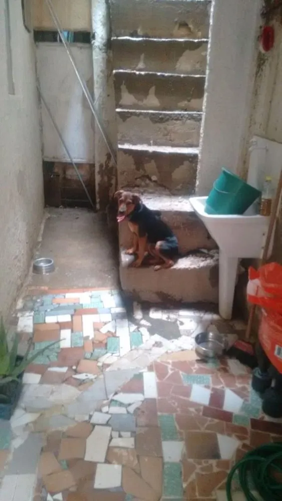 Cachorro ra a SRD idade 1 ano nome Vegas