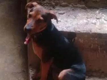Cachorro ra a SRD idade 1 ano nome Vegas