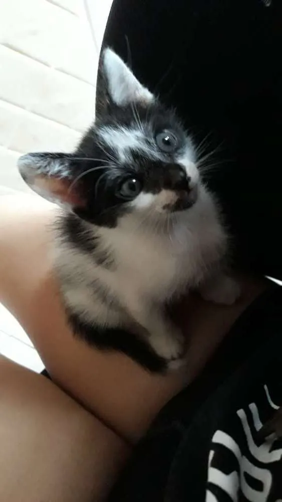 Gato raça  idade Abaixo de 2 meses nome Hyeri 