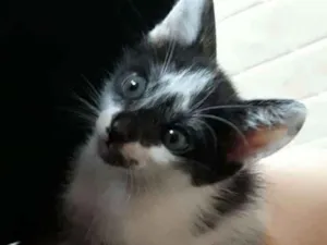 Gato raça  idade Abaixo de 2 meses nome Hyeri 