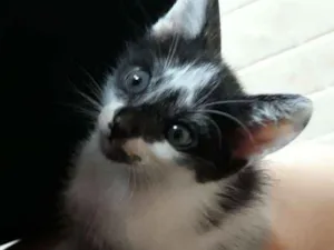 Gato raça Não identificada idade Abaixo de 2 meses nome Hyeri 