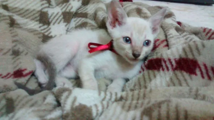 Gato ra a Sem raça idade Abaixo de 2 meses nome Vênus
