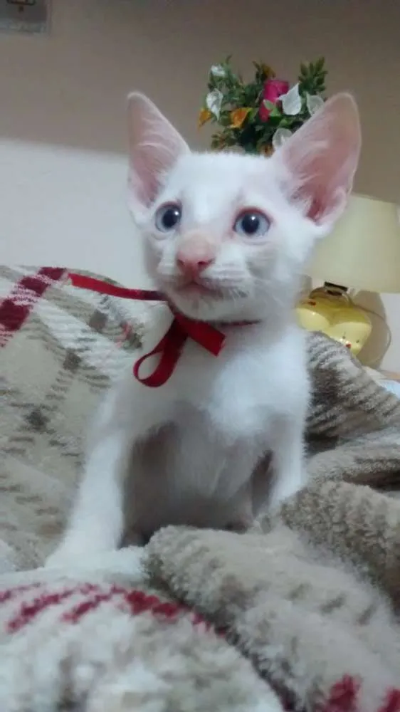 Gato ra a Não tem raça idade Abaixo de 2 meses nome Júpiter