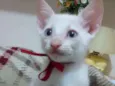 Júpiter
