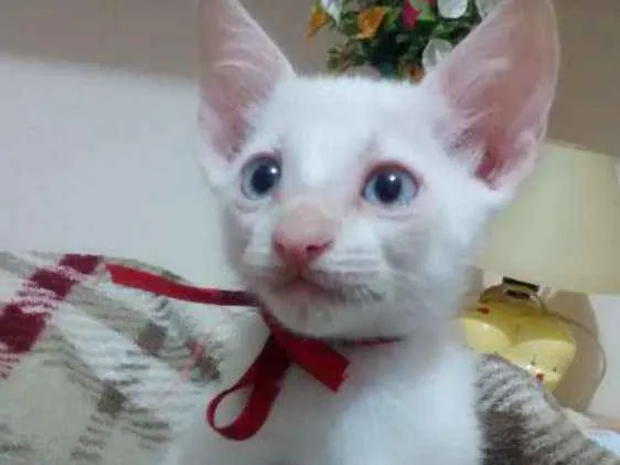 Gato ra a Não tem raça idade Abaixo de 2 meses nome Júpiter
