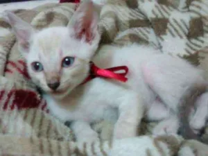 Gato raça Sem raça idade Abaixo de 2 meses nome Vênus
