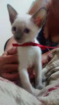 Netuno