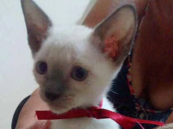 Gato ra a Não tem raça idade Abaixo de 2 meses nome Netuno