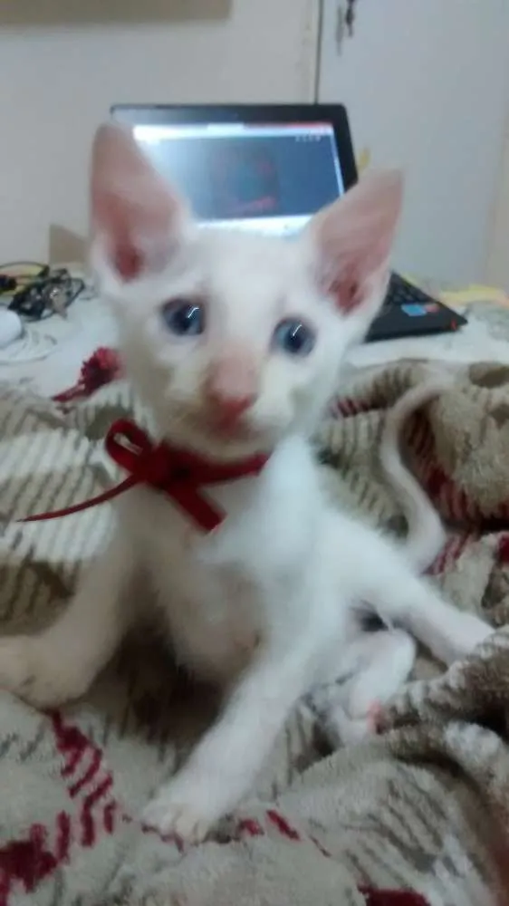 Gato ra a Não tem raça idade Abaixo de 2 meses nome Marte