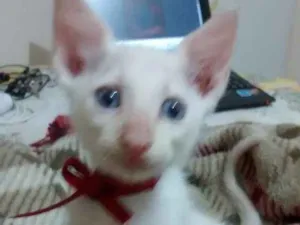Gato raça Não tem raça idade Abaixo de 2 meses nome Marte