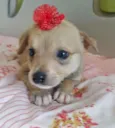 FLORZINHA