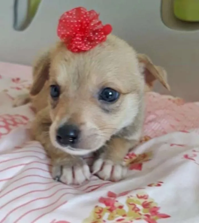 Cachorro ra a SRD idade 2 a 6 meses nome FLORZINHA