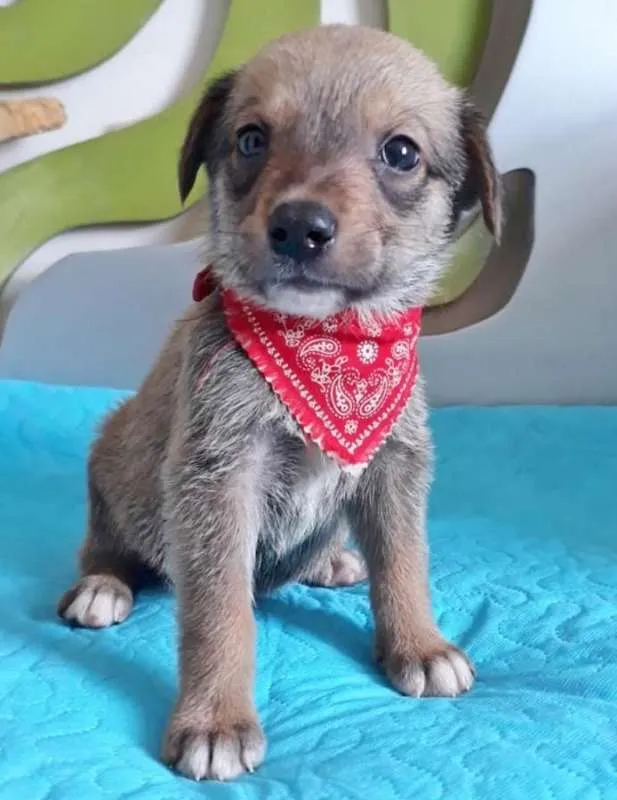 Cachorro ra a SRD idade 2 a 6 meses nome CURUMIM