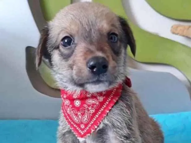 Cachorro ra a SRD idade 2 a 6 meses nome CURUMIM