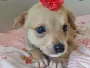 Cachorro raça SRD idade 2 a 6 meses nome FLORZINHA