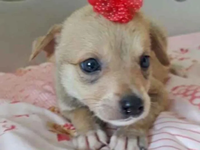 Cachorro ra a SRD idade 2 a 6 meses nome FLORZINHA