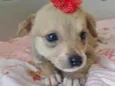 FLORZINHA