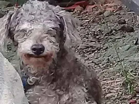 Cachorro ra a Poodle idade 2 anos nome Peludinho