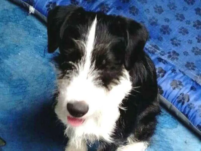 Cachorro ra a  idade 2 a 6 meses nome Mary 