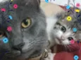 Tom e chico