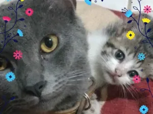 Gato raça Vira lata idade 1 ano nome Tom e chico