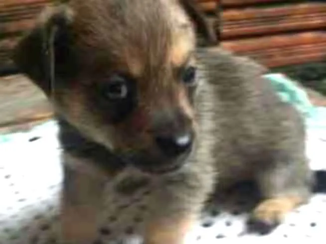 Cachorro ra a indefinida idade 2 a 6 meses nome sem nome