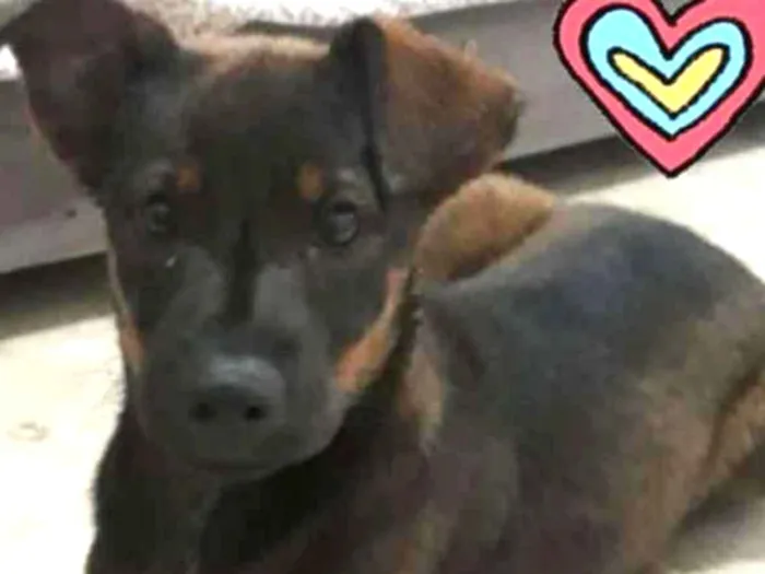 Cachorro ra a Vira Lata idade 2 a 6 meses nome Cacau