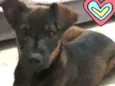 Cacau