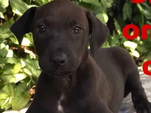Cachorro raça Vira lata idade 2 a 6 meses nome Preto , Pãozinho 