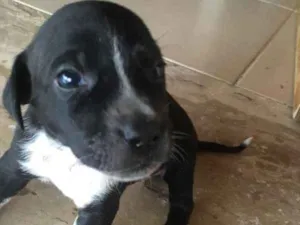 Cachorro raça VIRA LATA idade Abaixo de 2 meses nome SEM NOME