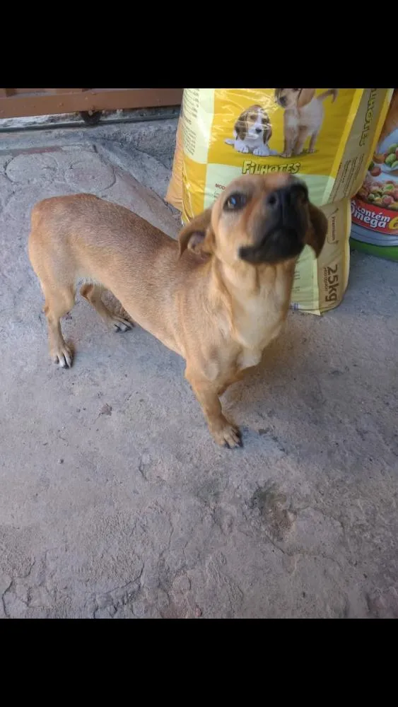 Cachorro raça Pinscher com basset idade 2 anos nome Zuma