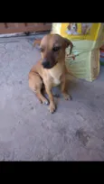 Zuma