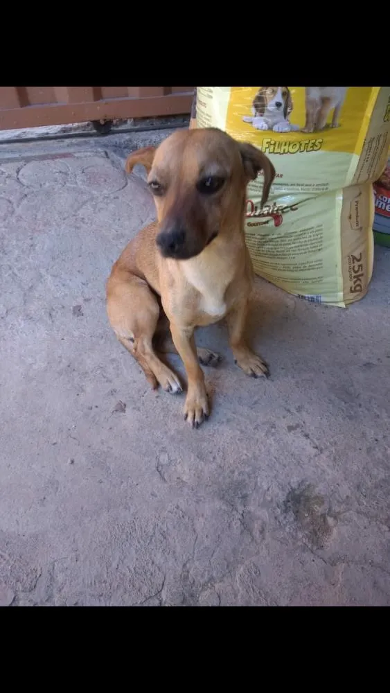 Cachorro raça Pinscher com basset idade 2 anos nome Zuma