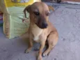 Zuma