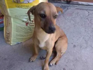 Cachorro raça Pinscher com basset idade 2 anos nome Zuma