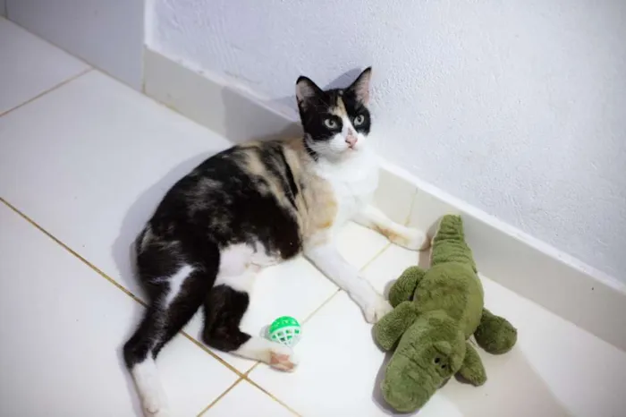 Gato raça SRD idade 7 a 11 meses nome Mila