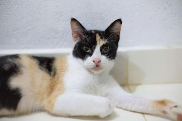 Gato raça SRD idade 7 a 11 meses nome Mila